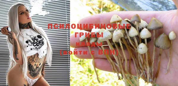 гашик Богданович
